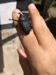 Homalinotus coriaceus