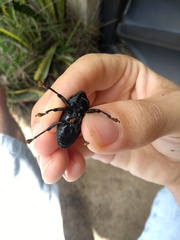 Homalinotus coriaceus