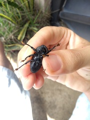 Homalinotus coriaceus