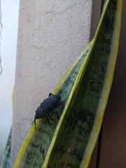 Homalinotus coriaceus