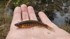 Fundulus lineolatus