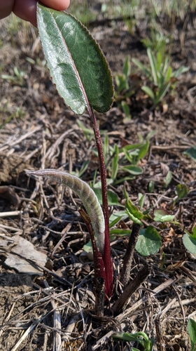 Silphium terebinthinaceum