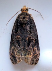 Olethreutes tilianum