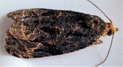 Olethreutes tilianum