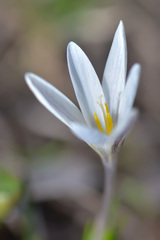 Crocus alatavicus