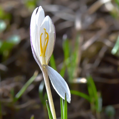 Crocus alatavicus