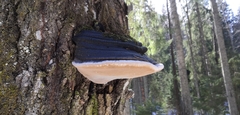 Phellinus populicola