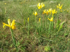 Iris xiphium lusitanica