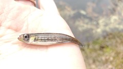Fundulus lineolatus