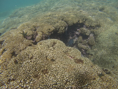 Microspathodon dorsalis