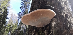 Phellinus populicola