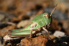 Locusta migratoria cinerascens