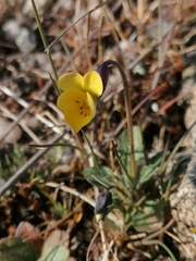 Viola langeana