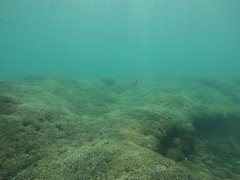 Johnrandallia nigrirostris