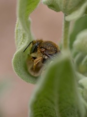 Rhodanthidium septemdentatum