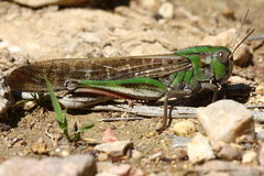 Locusta migratoria cinerascens