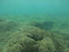 Johnrandallia nigrirostris