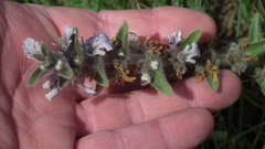 Ajuga ophrydis