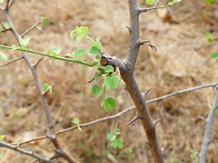 Bauhinia racemosa
