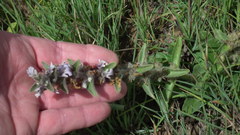 Ajuga ophrydis