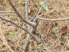 Bauhinia racemosa