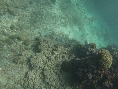 Lutjanus argentiventris