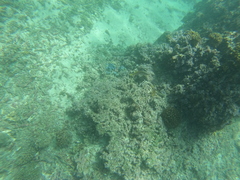 Lutjanus argentiventris
