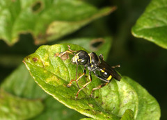 Lestiphorus bicinctus