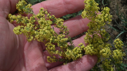 Image of Galium capense by (c) Shaun Swanepoel, some rights reserved (CC BY)