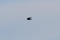 Hirundo neoxena