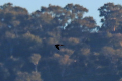 Hirundo neoxena