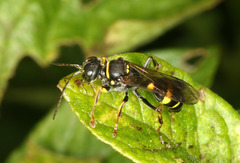 Lestiphorus bicinctus