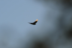 Hirundo neoxena