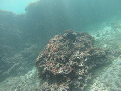 Microspathodon dorsalis