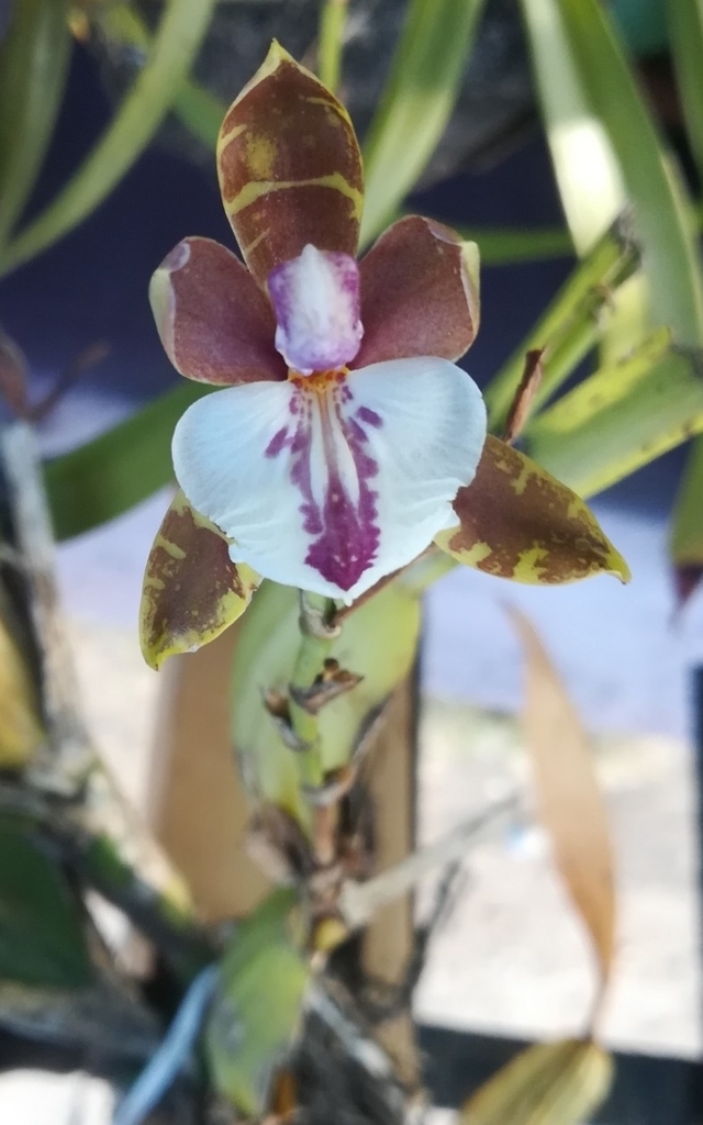 Aspasia epidendroides