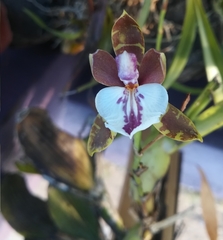 Aspasia epidendroides