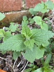 Lamium album