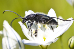 Brachysomida californica