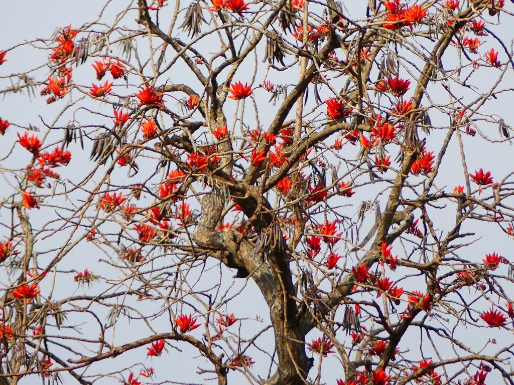 Indian coral tree (Erythrina variegata) - Botanical Realm