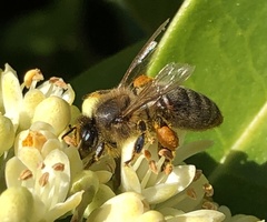 Apis mellifera