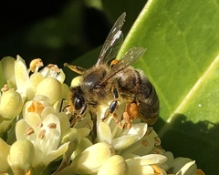 Apis mellifera
