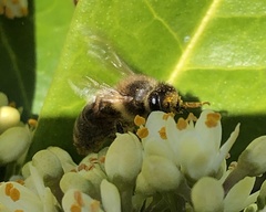 Apis mellifera