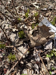 Hypericum densiflorum densiflorum