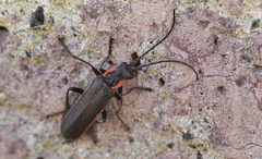 Cantharis obscura