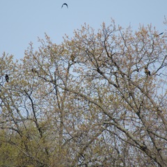 Corvus