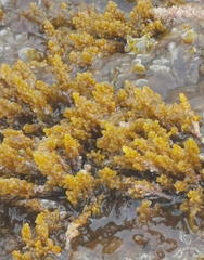 Ericaria mediterranea