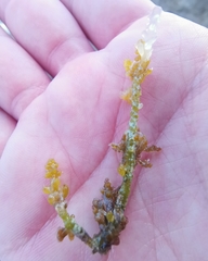 Ericaria mediterranea