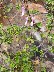 Aeollanthus parvifolius