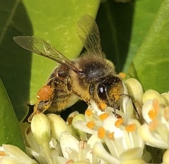 Apis mellifera