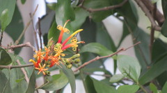 Psittacanthus cucullaris